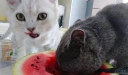 可爱猫吃瓜合集,可爱猫猫们的欢乐食瓜时刻