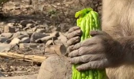 猴子吃瓜视频大全集,趣味视频大全集回顾