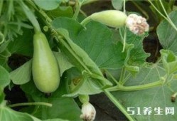 吃瓜图片治愈,一张吃瓜图治愈心灵之旅