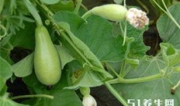 吃瓜图片治愈,一张吃瓜图治愈心灵之旅