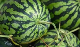 人们都喜欢吃瓜,揭秘全民瓜食文化现象