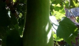 专业吃瓜13年,揭秘娱乐圈幕后真相