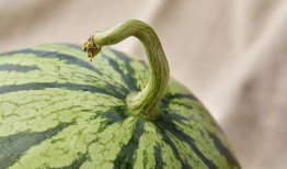 吃瓜上海major,一场电竞盛宴的狂欢与激情