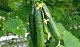 黄瓜特效吃瓜视频,揭秘夏日消暑新潮流