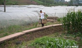 甘肃甜水井吃瓜景点