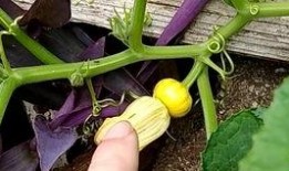 花小瓜怎么吃,解锁美味新体验