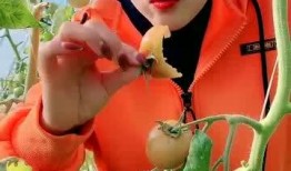 吃瓜吃到自己老家,一场意外的家乡之旅