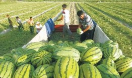 甘肃甜水井吃瓜景点