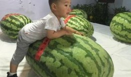 沧州吃瓜事件,一场引发社会热议的网络风波