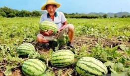 瓜农翻车吃瓜图片,笑料百出吃瓜瞬间