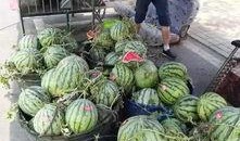 砀山吃瓜事件起因,一场误会引发的全民热议