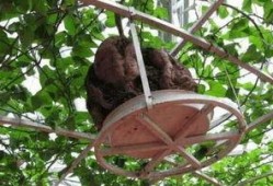 房顶上吃瓜,夏日里的悠闲时光