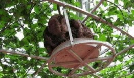 房顶上吃瓜,夏日里的悠闲时光