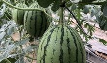 株洲网红吃瓜,揭秘当地美食圈的热辣话题