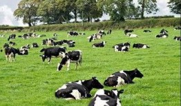 吃瓜奶牛君,揭秘娱乐圈背后的那些事儿