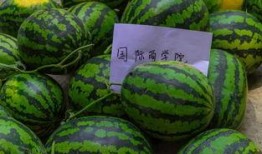 5000吃瓜,揭秘娱乐圈背后的秘密与真相