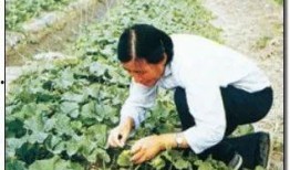 遗忘吃瓜,揭秘遗忘背后的真相