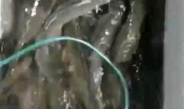 歪嘴龙王 吃瓜,揭秘宫廷八卦背后的真相