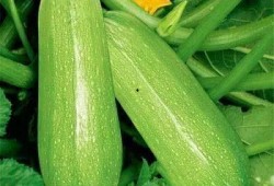 琥珀和玲吃瓜,瓜田里的甜蜜邂逅