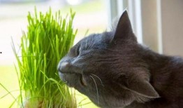 余江猫抓老鼠吃瓜,老鼠吃瓜，一场趣味横生的生态互动