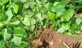 墓土吃瓜反转,一场颠覆传统的反转传奇