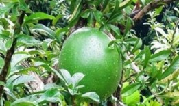 小鸟会吃瓜,揭秘自然界的奇妙食趣