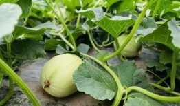 花小瓜怎么吃,解锁美味新体验