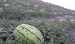 不去皮可以吃石瓜吗,不去皮也能享用的石瓜美味探索