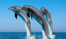 海豚吃瓜软件,揭秘网络社交新潮流