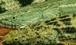 歪嘴龙王 吃瓜,揭秘宫廷八卦背后的真相