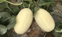 房顶上吃瓜,夏日里的悠闲时光