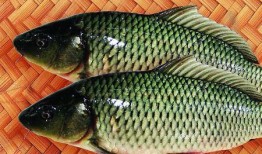 鱼会吃瓜叶吗,揭秘鱼儿是否享用瓜叶之谜