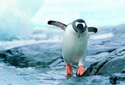 吃瓜企鹅视频下载,视频下载背后的秘密