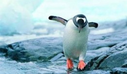 吃瓜企鹅视频下载,视频下载背后的秘密