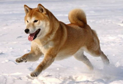 柴犬可以吃羊角蜜瓜吗