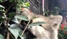 狗花偷瓜吃,一场田园间的欢乐追逐