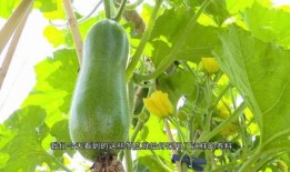 砀山吃瓜事件起因,一场误会引发的全民热议