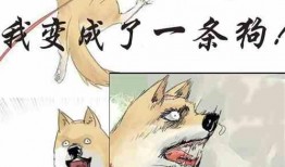 可爱猫吃瓜合集,可爱猫猫们的欢乐食瓜时刻