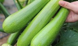 长楠瓜咋吃,解锁美味新体验