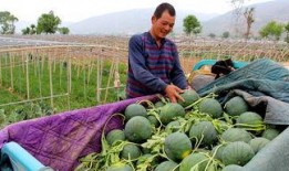 博山沿河吃瓜群众,夏日炎炎，吃瓜群众欢聚一堂