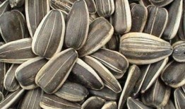 吃瓜吞籽,揭秘瓜果中的奇妙世界