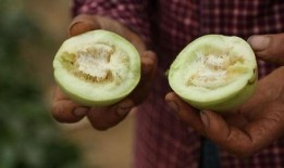 直播吃熟瓜,现场品尝熟瓜的诱人魅力