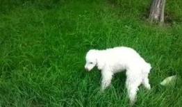 狗花偷瓜吃,一场田园间的欢乐追逐