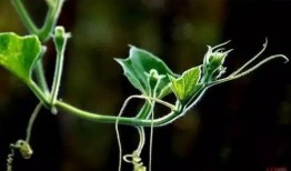 我眼中的豆荚 吃瓜,豆荚视角下的瓜界风云