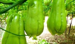 满岁吃瓜,揭秘成长中的甜蜜与苦涩