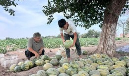 吉安泰和吃瓜现场,揭秘当地特色美食盛宴
