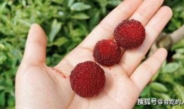 吃池子的瓜视频