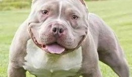 恶霸吃瓜的视频,一场令人捧腹的闹剧