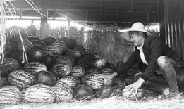 新沂吃瓜群众事件,一场网络舆论的风暴与反思