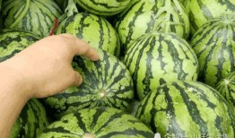 大的瓜怎么吃最好,轻松解锁最佳食用技巧